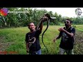 king cobra liar hutan karangsambung feat. mbah bandot