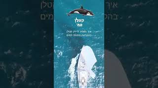 קולות הלוייתנים- לוייתן קטלן