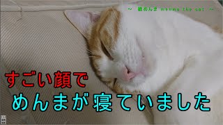 すごい顔でめんまが寝ていました　The cat was sleeping with a funny face　#猫 #変な顔 #お昼寝 #寝顔