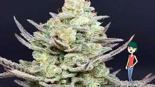 Candy Ice – Lineage Genetics