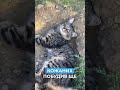 Маманчик ти що лише встала 👆💩🐈 shortvideos funnycats озвучкакота