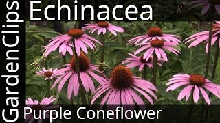 Echinacea Purpurea - Purple Coneflower - How to grow Echinacea Echinacea Purpurea - Purple Coneflower - How to grow Echinacea