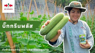 แตงร้านทนร้อน ที่ดีที่สุดแห่งปี 🥒