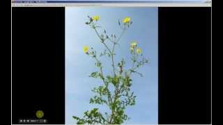 Sonchus oleraceus | Sow Thistle (Pt 1 of 2)