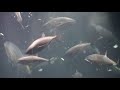 マグロのエサの時間とスポットガイド　葛西臨海水族園　2018.2.13