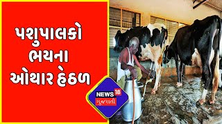 Banaskantha : પશુપાલકો ભયના ઓથાર હેઠળ | Gujarati News | News18 Gujarati