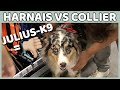 HARNAIS VS COLLIER : LE MIEUX POUR SON CHIEN ou SON CHIOT ?