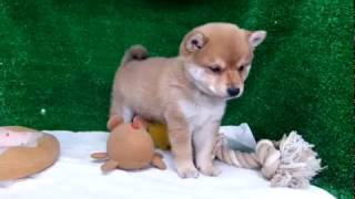 豆柴子犬9/29男の子♂1摂州宝山荘　mame shiba dog Puppy （minishiba)