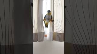 大開脚からのシューすとん【シロハラインコ】Mission Impossible Caique Parrot