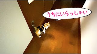 三毛猫まりもちゃんからのお誘い。