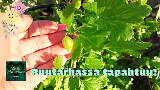 Puutarhassa kasvaa ja kukkii🌞🦋