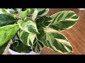 3 variegated calathea compared white tiger fusion white and louisae variegata