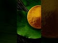 Turmeric - The Golden Spice of India