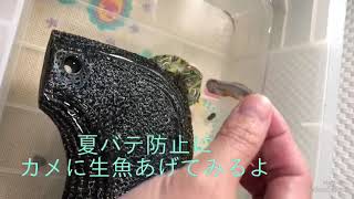 亀に生魚あげてみた※苦手な人は見ないで