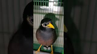 দেখুন শালিক পাখি কিভাবে কথা বলে। #bird, #salikh #ytshorts #shorts #mashallah #love #beautiful