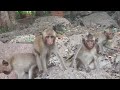 Cute little monkeys