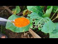 Say Goodbye to Pests and Fungus with This Turmeric Garden Hack