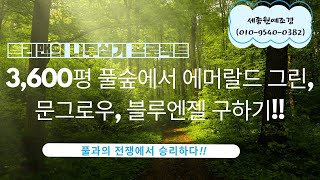 트리맨의 나무심기 프로젝트!!  3,600평 풀숲에서 에머랄드 그린, 문그로우, 블루엔젤, 겹벚 구하기.... 풀과의 전쟁에서 승리하다~~~