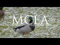 How MCLA student research contributes to bird surveys nationwide
