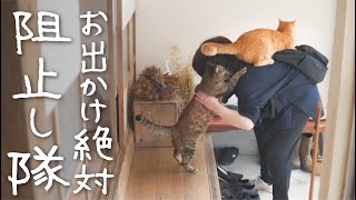 妻の出勤をどうしても阻止したい猫たち