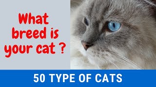 Cats and Cat Breeds; List of 50 Breeds with Details