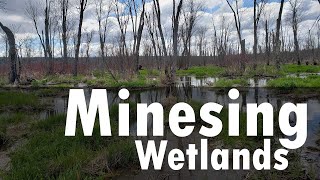 Minesing Wetlands -  Paddle Through a Forest - WCA Spring Canoe Trip