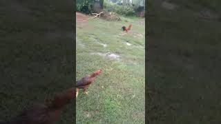 🐓 பரீட்சை எழுதாம தூங்குறாளா🤣🤣😂😂 #funny_chicken