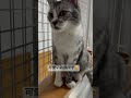 可愛いお顔を見せてくれる春ちゃん🐈　haru chan shows us her cute face🐈