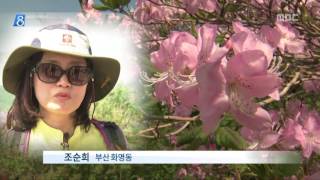 충주MBC 160524 산중화원' 소백산, 철쭉 '활짝'