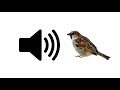 Bird Chirping - Sound Effect | ProSounds