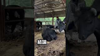 【牛を蹴る動画】その意味について🐃🎓