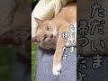 【猫和尚】厳しい修行中 ホッと一息だってさ　 猫 猫動画 cat cute