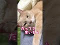 【猫和尚】厳しい修行中 ホッと一息だってさ　 猫 猫動画 cat cute