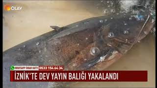 İznik'te dev yayın balığı yakalandı