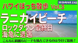 4K【ハワイ散歩】必見,ロックダウン最終日,ラニカイで海亀に遭遇。こんなビーチは今日でさよなら