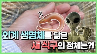 이런 특이한 미꾸라지는 처음 보실걸요? #연못