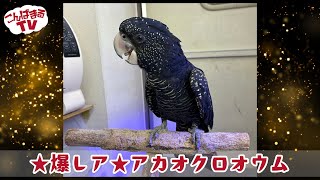 【こんぱまるTV】福岡店　#19　★爆レア★アカオクロオウム