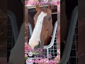 最愛のカリフォルニアクロームお誕生日おめでとう2025.2.18🏹 アロースタッド horseracing californiachrome カリフォルニアクローム horse 椎名豪