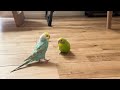 2羽目のインコちゃんをお迎えしました！