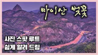 마이산 벚꽃 축제 4월 중순 최고 여행지! 벚꽃 야경 촬영지 가는길 자세히 안내 ! (금당사 - 비룡대 - 성황당 - 봉두봉 - 탑사 코스 등산) 전북 진안 여행