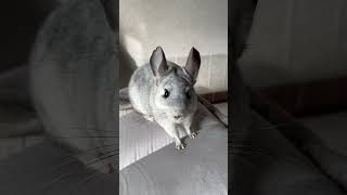 走り去るチンチラ #チンチラ #chinchilla #pets #petvideos #ペットのいる暮らし #cute #生き物 #smallanimal