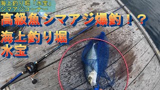 海上釣り堀で高級魚シマアジが爆釣！？