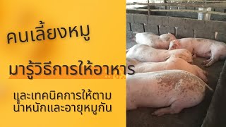 เทคนิคการให้อาหารหมูขุนตามช่วงน้ำหนัก#คนเลี้ยงหมู#ขุนหมูขาย