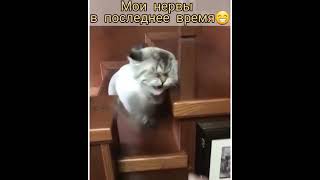 моя последняя нервная клетка