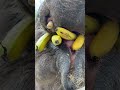 record the daily life of elephants. elephants eat bananas.