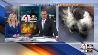 Checking your pet's heart health