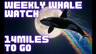 Weekly Whale Watch -  14 Miles To Go