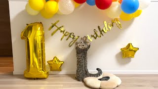 【祝】1歳の誕生日にちゅーるタワーを貰うジェネッタ猫（ベンガル×マンチカン）