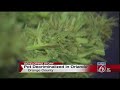 Marijuana decriminalized in Orlando