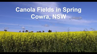 Canola fields in Cowra, NSW